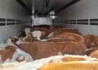 Телята. Фото пресс-службы управления Россельхознадзора по Иркутской области и Республике Бурятия