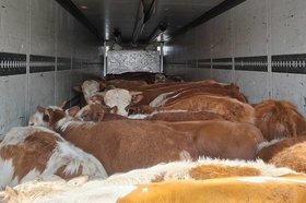 Телята. Фото пресс-службы управления Россельхознадзора по Иркутской области и Республике Бурятия