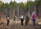 Посадка саженцев сосны. Фото пресс-службы правительства Иркутской области