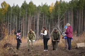 Посадка саженцев сосны. Фото пресс-службы правительства Иркутской области