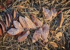Иней на листьях. Фото Маргариты Романовой, IRK.ru