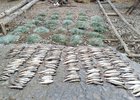 Сети и погибшая рыба. Фото оперативной группы ФГБУ «Заповедное Прибайкалье»
