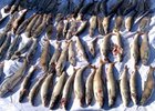 Погибшая рыба. Фото Байкальской природоохранной прокуратуры