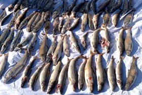 Погибшая рыба. Фото Байкальской природоохранной прокуратуры