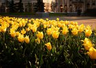 Иркутск летом. Фото Маргариты Романовой, IRK.ru