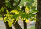 Фото Маргариты Романовой, IRK.ru