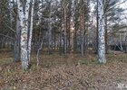 Роща в Академгородке. Фото Ольги Фонарёвой, IRK.ru