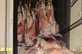 Груз в автомобиле. Фото управления Россельхознадзора по Иркутской области и Республике Бурятия