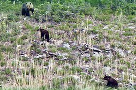 Медведи. Фото из телеграм-канала «Заповедного Прибайкалья»