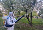Обработка деревьев. Фото пресс-службы администрации Иркутска