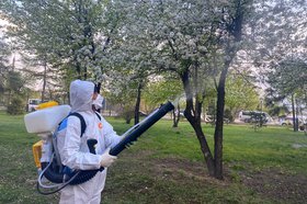 Обработка деревьев. Фото пресс-службы администрации Иркутска