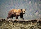 Медведь. Фото Натальи Оловянниковой из группы «Заповедное Прибайкалье» в соцсети «ВКонтакте»