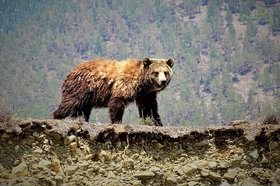 Медведь. Фото Натальи Оловянниковой из группы «Заповедное Прибайкалье» в соцсети «ВКонтакте»