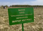 Аллея компании. Фото ООО «Специализированный застройщик Вектор квартал»