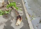Поваленное ветром дерево. Фото пресс-службы администрации Иркутска