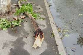 Поваленное ветром дерево. Фото пресс-службы администрации Иркутска