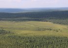 Лес. Фото пресс-службы правительства Иркутской области