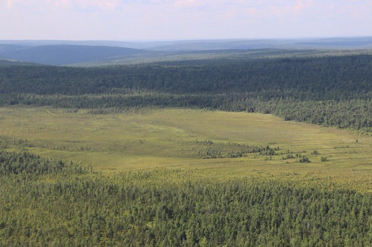Лес. Фото пресс-службы правительства Иркутской области