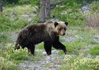 Медведь. Фото из архива «Заповедного Прибайкалья»