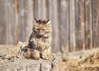 Кошка. Фото Маргариты Романовой, IRK.ru