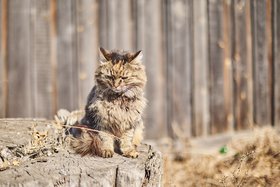 Кошка. Фото Маргариты Романовой, IRK.ru