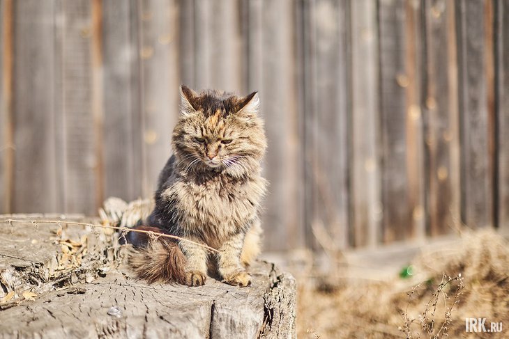 Кошка. Фото Маргариты Романовой, IRK.ru