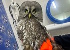Сова. Фото  Госавтоинспекции Иркутской области