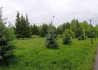 Роща Академгородка. Фото Ольги Фонарёвой, IRK.ru