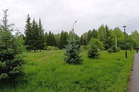 Роща Академгородка. Фото Ольги Фонарёвой, IRK.ru