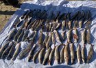 Незаконно добытая рыба. Фото Байкальской природоохранной прокуратуры