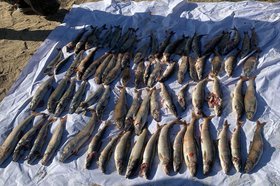 Незаконно добытая рыба. Фото Байкальской природоохранной прокуратуры