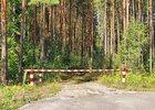 Лес. Фото пресс-службы правительства региона