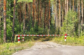 Лес. Фото пресс-службы правительства региона