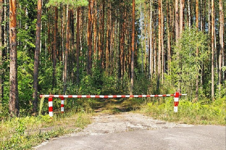Лес. Фото пресс-службы правительства региона