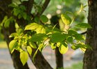 Фото Маргариты Романовой, IRK.ru