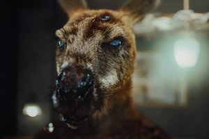 Хищник. Дожить до рассвета