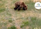 Медведь и электрозабор. Скриншот видео ФГБУ «Заповедное Прибайкалье»