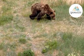Медведь и электрозабор. Скриншот видео ФГБУ «Заповедное Прибайкалье»