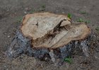 Спиленное дерево. Фото IRK.ru