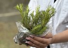 Саженец сосны. Фото администрации Ангарского городского округа