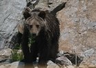 Медвежонок. Фото из телеграм-канала «Заповедное Прибайкалье»