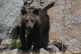 Медвежонок. Фото из телеграм-канала «Заповедное Прибайкалье»