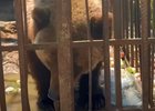 Медведица. Скриншот видео из телеграм-канала Байкальской межрегиональной природоохранной прокуратуры