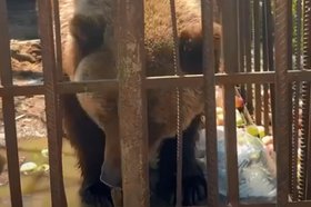 Медведица. Скриншот видео из телеграм-канала Байкальской межрегиональной природоохранной прокуратуры