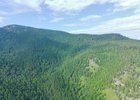 Лес. Фото Алексея Коршунова, IRK.ru