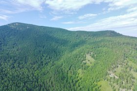 Лес. Фото Алексея Коршунова, IRK.ru