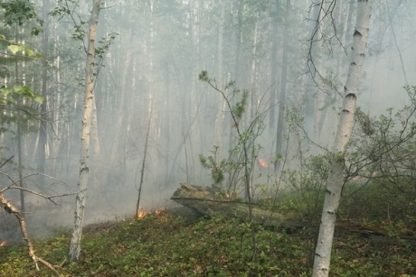 Пожар в лесу. Фото с личной страницы пользователя Антона Волкова в «Фейсбуке»