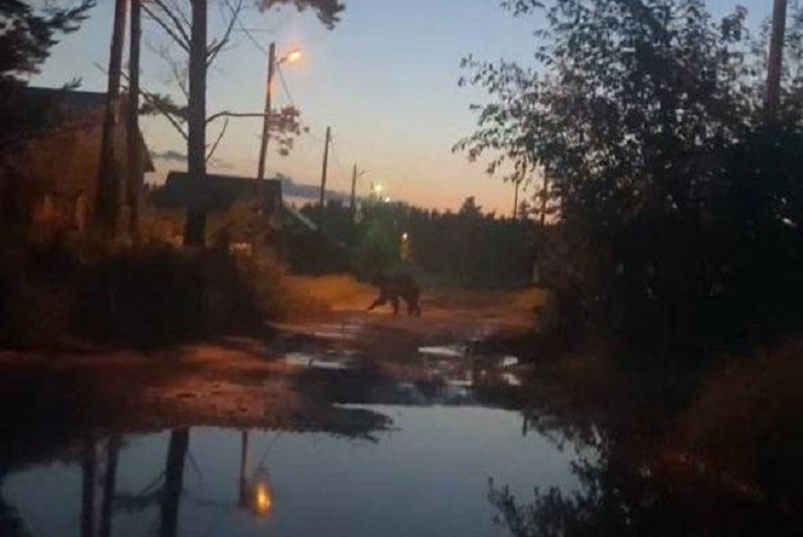 Медведь в Вихоревке. Фото из телеграм-канала Николая Дружинина