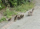 Утка с утятами на улице Степана Разина. Фото Наталии Раткевич, IRK.ru