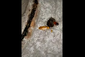 Таракан. Предоставлено жильцами дома на Трилиссера